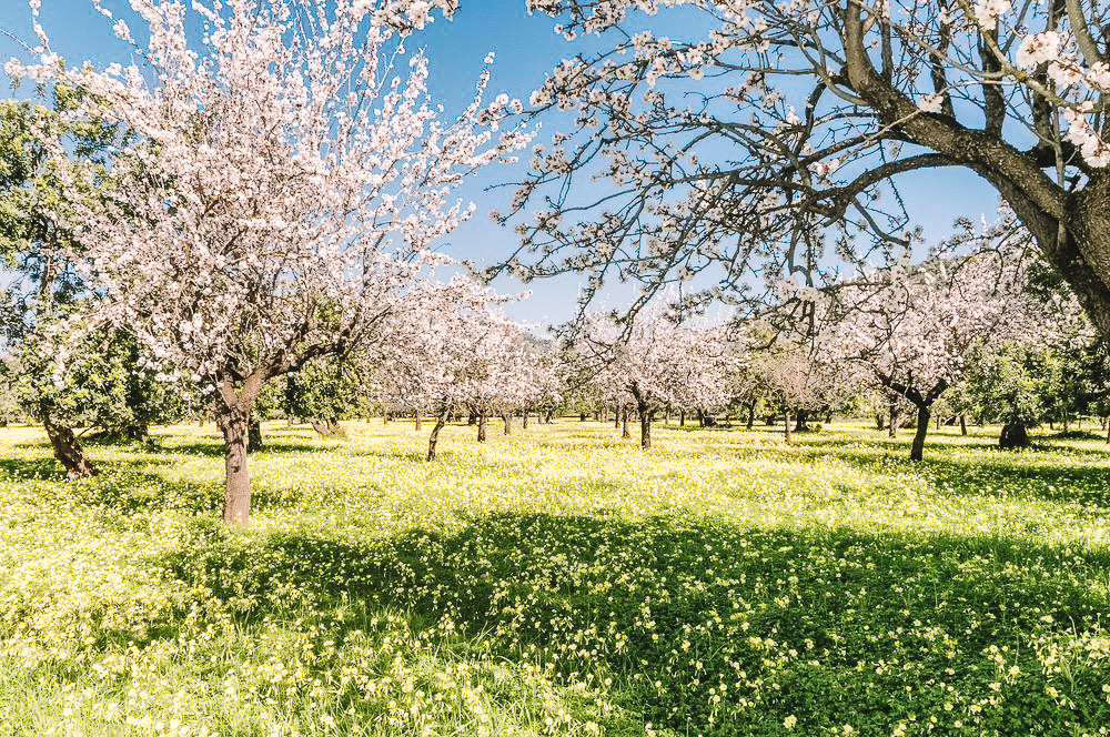 Almond Blossom Mallorca