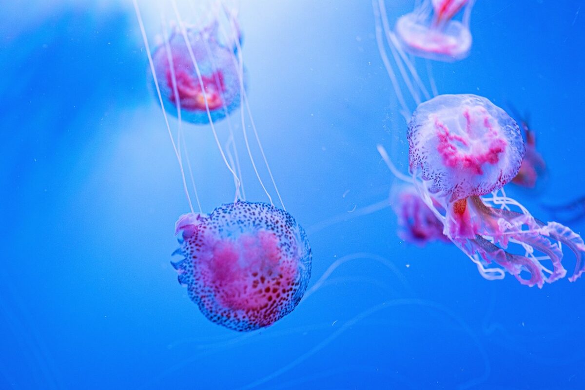 Jellyfish in Mallorca: Essential Tips for Families